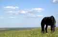 Horse grazes in a field, flowering meadow, sky in the clouds