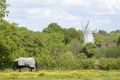 A horse grazes in a field of yellow flowers with windmill behind Royalty Free Stock Photo