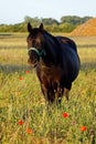 Horse4 Royalty Free Stock Photo