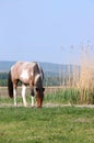 The horse grazes the grass in the meadow