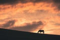 Horse grazes on the hill at sunset Royalty Free Stock Photo