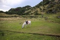 A horse grazes in a meadow along the way to Songaksan Mountain in Jeju Island, South Korea