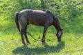 A horse grazes in the meadow eating grass