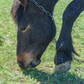 Horse grazes in a meadow and eats green grass Royalty Free Stock Photo