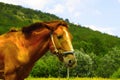 The horse grazes in the meadow near the green mountains Royalty Free Stock Photo