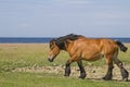 Horse in the nature reserve Morups Tange Royalty Free Stock Photo