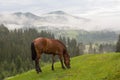 Horse grazes in the morning on the mountain pasture Royalty Free Stock Photo