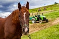 The horse grazes on a mountain meadow Royalty Free Stock Photo