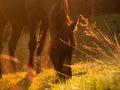 Horse grazes in a mountain meadow at sunset in backlight Royalty Free Stock Photo
