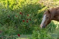 Horse Grazes in open field Royalty Free Stock Photo