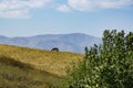 A horse grazes in a pasture on a background of mountains and blue sky. A horse eating grass in a natural meadow. Royalty Free Stock Photo