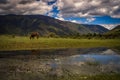 A horse grazes by the river under the blue sky and white clouds Royalty Free Stock Photo