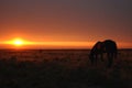 Horse Grazes at Sunset Royalty Free Stock Photo