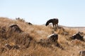 Horse grazes in Zorats Karer in Armenia