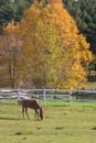 Horse Grazing