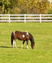 Horse grazing