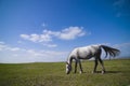 Horse grazing