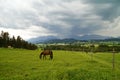 horse grazing on alpine meadow in Rueckholz district in the Bavarian Alps in Ostallgaeu, Bavaria, Germany on a rainy summer day Royalty Free Stock Photo