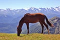 Horse grazing on a background of mountains Royalty Free Stock Photo