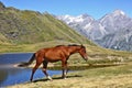 Horse grazing on a background of mountains Royalty Free Stock Photo