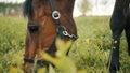 Dark Brown Horse Grazing In The Field Meadows Horse With A Black mane Eating Grass Royalty Free Stock Photo