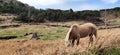 Horse grazing in the beautiful fields on songaksan mountain