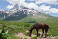 Horse grazing in Caucasus mountains on summer day Royalty Free Stock Photo