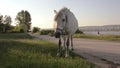 A horse is grazing on a country road next to lake