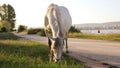 A horse is grazing on a country road next to lake