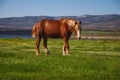 Horse grazing at dawn Royalty Free Stock Photo