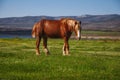 Horse grazing at dawn