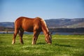 Horse grazing at dawn