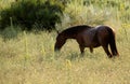 Horse grazing in the evening light after work