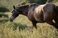 Horse grazing in the evening light after work Royalty Free Stock Photo