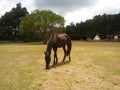 Horse Grazing Royalty Free Stock Photo