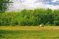 Horse grazing in field Royalty Free Stock Photo