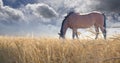 Horse grazing in field