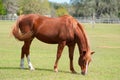 Horse grazing in a field Royalty Free Stock Photo