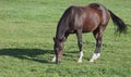 Horse grazing in field Royalty Free Stock Photo