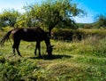 Horse grazing in the field Royalty Free Stock Photo