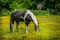 Horse grazing in a field Royalty Free Stock Photo