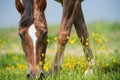 Horse grazing in field Royalty Free Stock Photo