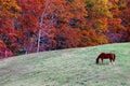 Horse grazing in field with fall foliage Royalty Free Stock Photo