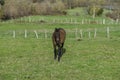 Horse grazing in the field