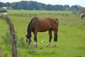 Horse grazing in a field near the town of Wijhe and Zwolle Royalty Free Stock Photo