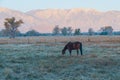 Wild horse grazing in the highland field on misty foggy morning..Beautiful mountains in the background