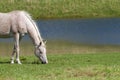 Horse grazing on a field in Spring in Denmark Royalty Free Stock Photo