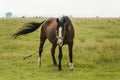 horse grazing in a field tied up so Royalty Free Stock Photo