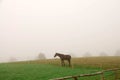 A horse grazing in the fog.