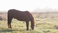 The horse is grazing in the fog in the spring Royalty Free Stock Photo